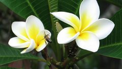 Flowers plumeria