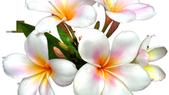 Flowers plumeria