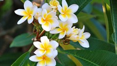 Flowers plumeria