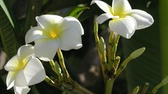 Flowers plumeria
