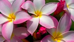 Flowers plumeria
