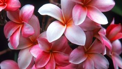 Flowers plumeria