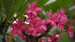 Flowers plumeria