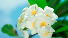 Flowers plumeria