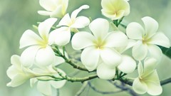 Flowers plumeria
