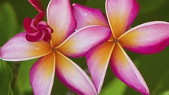 Flowers plumeria