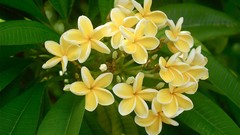 Flowers plumeria