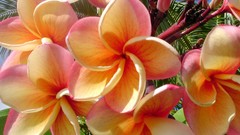 Flowers plumeria