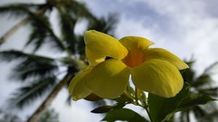 Flowers plumeria yellow flowers