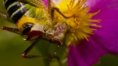 Flowers pollen insects grasshopper