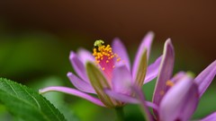 Flowers pollen Plants