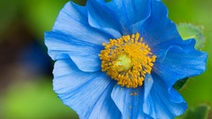 Flowers pollen Poppies blue flowers