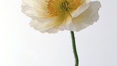 Flowers pollen Poppies white flowers