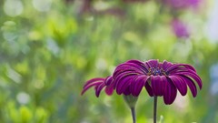 Flowers pollen purple flowers