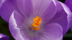 Flowers pollen purple flowers crocus