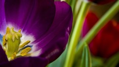 Flowers pollen tulips purple flowers blurred