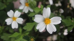 Flowers pollen white flowers