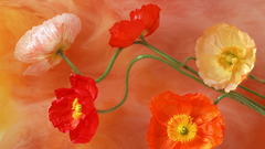 Flowers Poppies