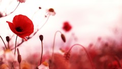 Flowers Poppies