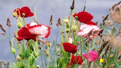 Flowers Poppies
