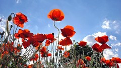 Flowers Poppies