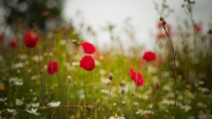 Flowers Poppies