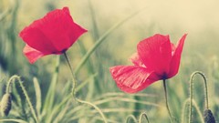 Flowers Poppies