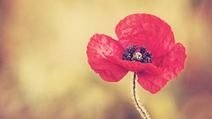 Flowers Poppies