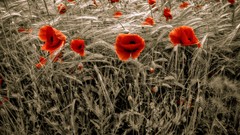Flowers Poppies