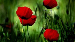 Flowers Poppies