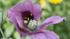 Flowers Poppies bees insects