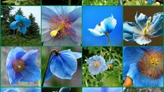 Flowers Poppies blue flowers
