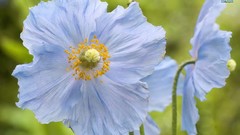 Flowers Poppies blue flowers
