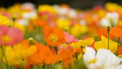 Flowers Poppies blurred background