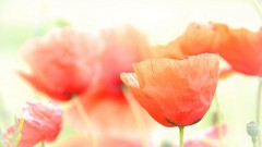 Flowers Poppies blurred background red flowers
