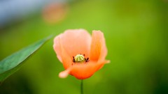 Flowers Poppies blurred background red flowers depth of field