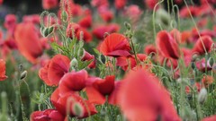 Flowers Poppies buds red flowers