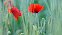 Flowers Poppies buds red flowers