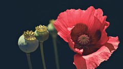 Flowers Poppies buds red flowers opium