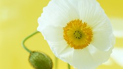 Flowers Poppies buds white flowers