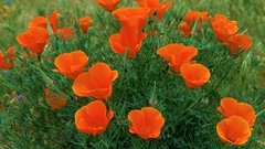 Flowers Poppies California Los Angeles orange flowers