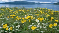 Flowers Poppies Canada Arctic