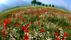 Flowers Poppies cgi artistic