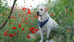 Flowers Poppies Dogs scarfs