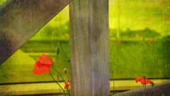 Flowers Poppies fences