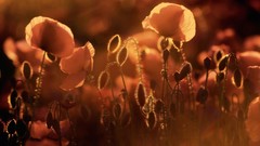 Flowers Poppies fields