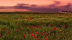 Flowers Poppies fields