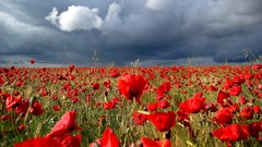 Flowers Poppies fields red flowers