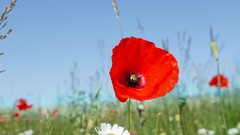 Flowers Poppies fields skies