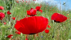 Flowers Poppies Garden